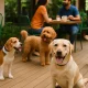 best pet friendly restaurants in Bangalore you must visit. This image is showing dogs in a pet friendly cafe.